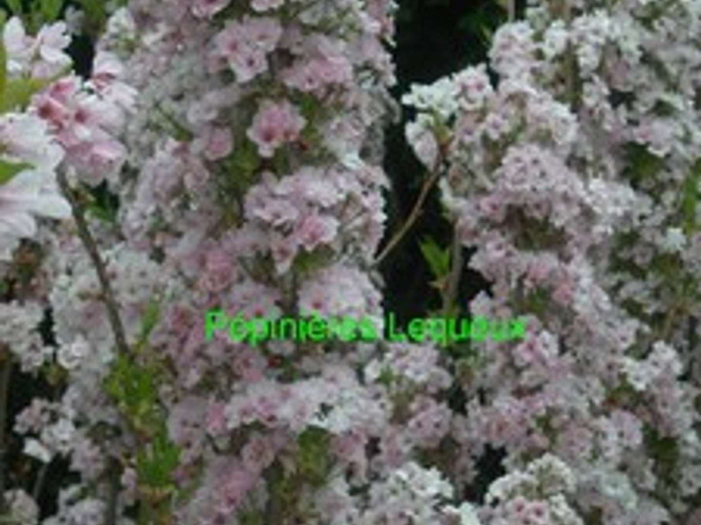 PRUNUS AMANOGAWA